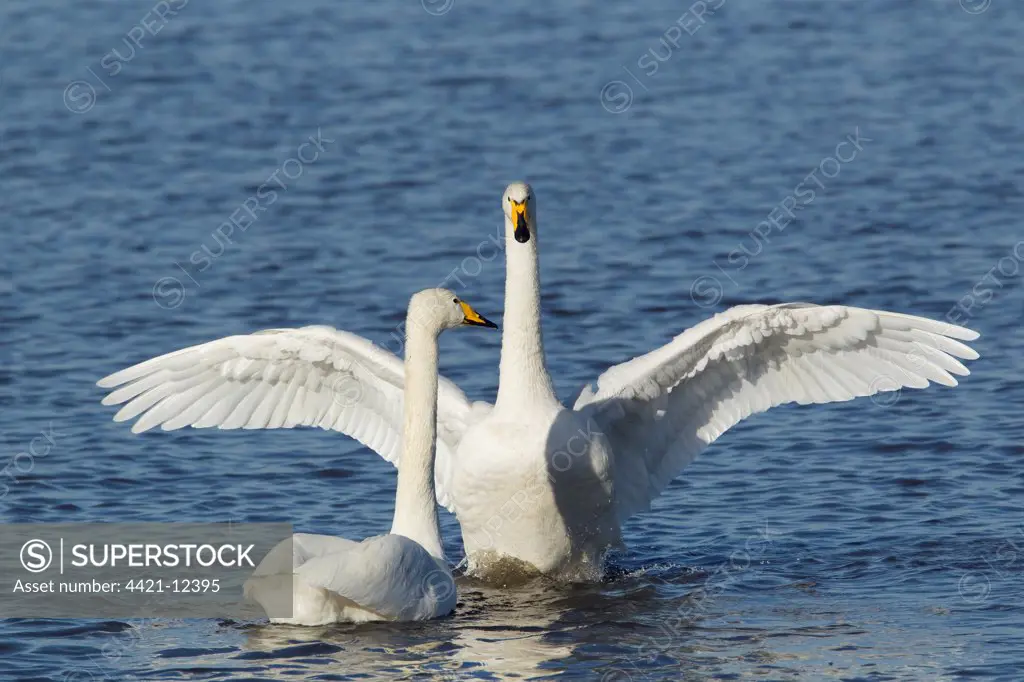 Whooper Swan (Cygnus cygnus) adult pair, displaying on water, Ouse Washes, Norfolk, England, february
