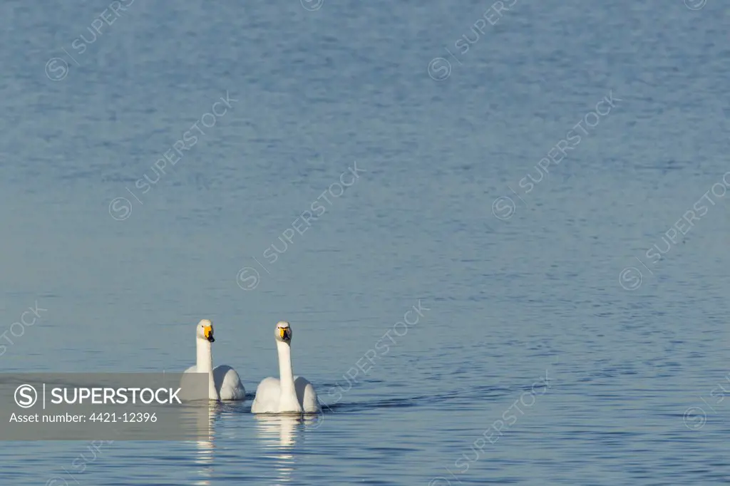 Whooper Swan (Cygnus cygnus) adult pair, swimming, Ouse Washes, Norfolk, England, february