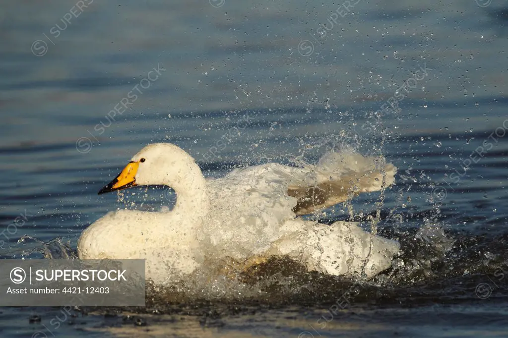 Whooper Swan (Cygnus cygnus) adult, bathing and splashing water, Caerlaverock W.W.T., Dumfries and Galloway, Scotland, january