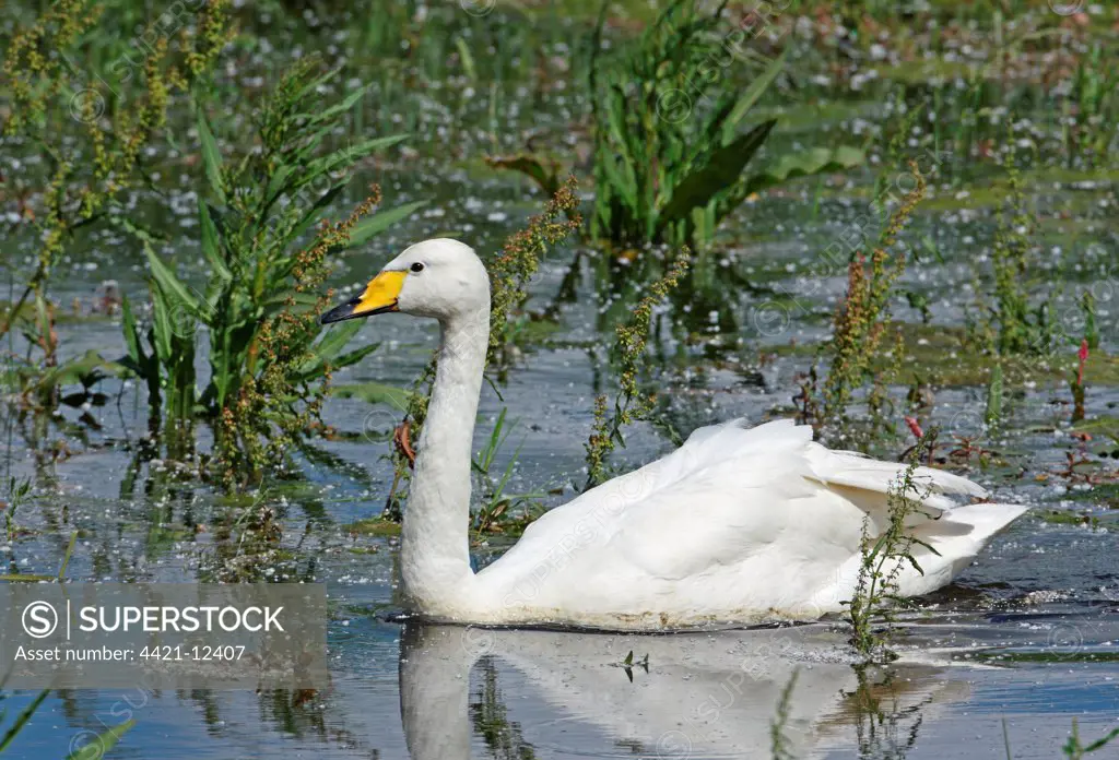 Whooper Swan (Cygnus cygnus) adult, over-summering due to damaged wing, swimming in shallow flood, Suffolk, England, July