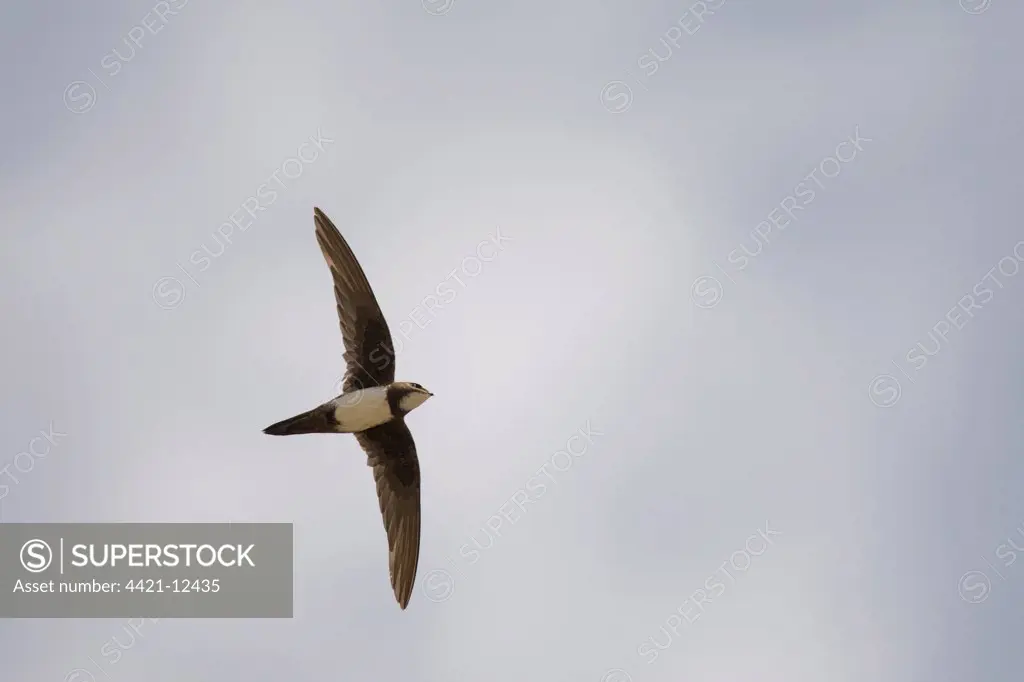 Alpine Swift (Apus melba) adult, in flight, on migration, Tarifa, Cadiz, Andalusia, Southern Spain, autumn
