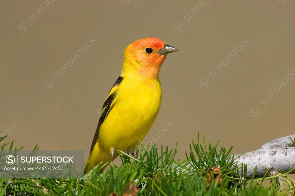 Western Tanager (Piranga ludoviciana) adult male, perched in pine tree, U.S.A.
