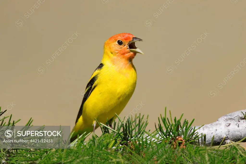 Western Tanager (Piranga ludoviciana) adult male, singing, perched in pine tree, U.S.A.