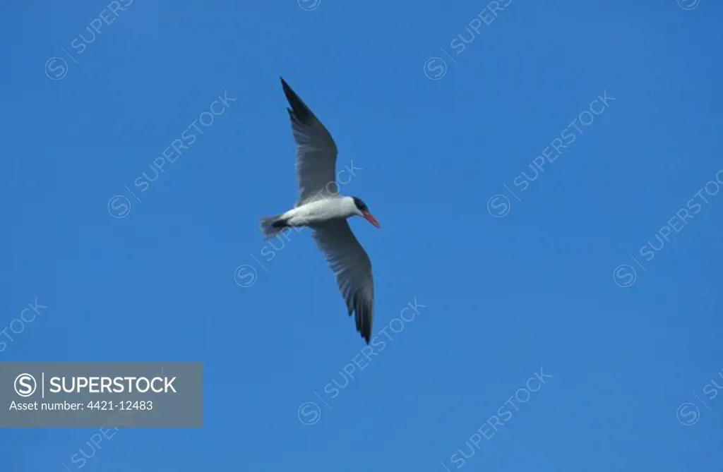 Caspian Tern (Sterna caspia) Flying, Florida