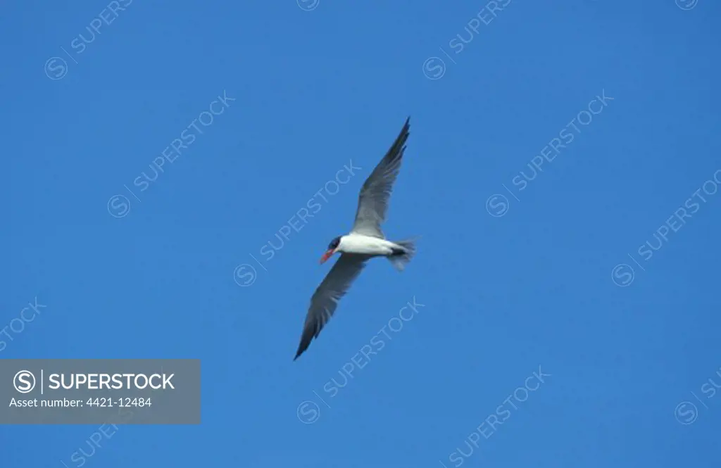 Caspian Tern (Sterna caspia) Flying, Florida