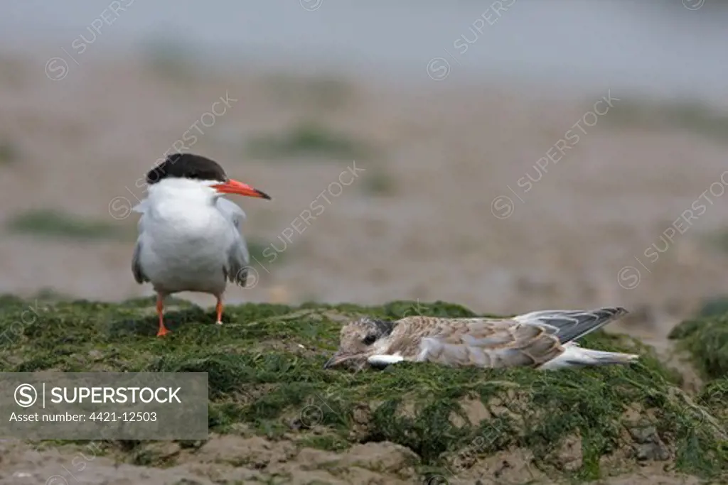 Common Tern (Sterna hirundo) adult with fledgling chick, on estuary mud, Suffolk, England, july