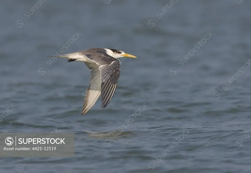 Great Crested Tern (Sterna bergii velox) adult, non-breeding plumage, in flight over water, Thailand, february
