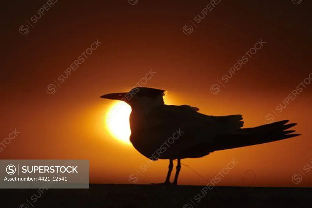 Royal Tern (Sterna maxima) silhouetted at sunset, with fishing line around legs, St. Petersburg, Florida, U.S.A., february