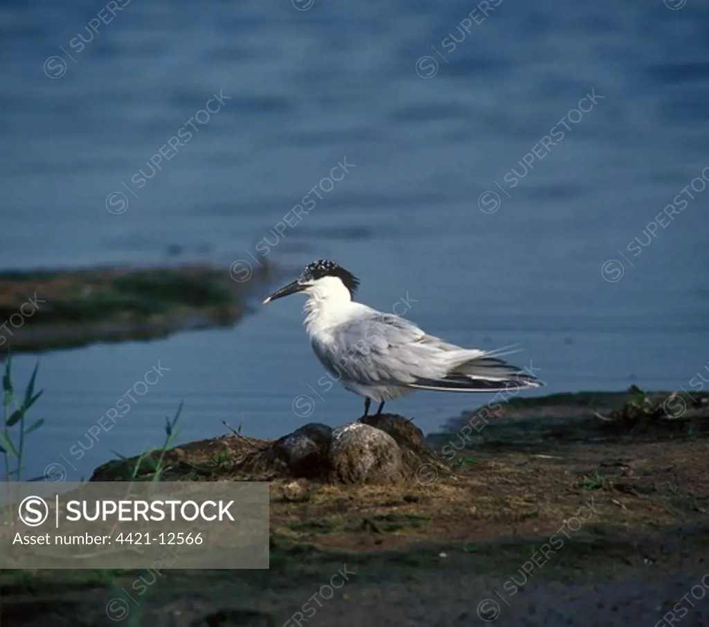 Sandwich Tern (Sterna sandvicensis) Standing on rock at waters edge