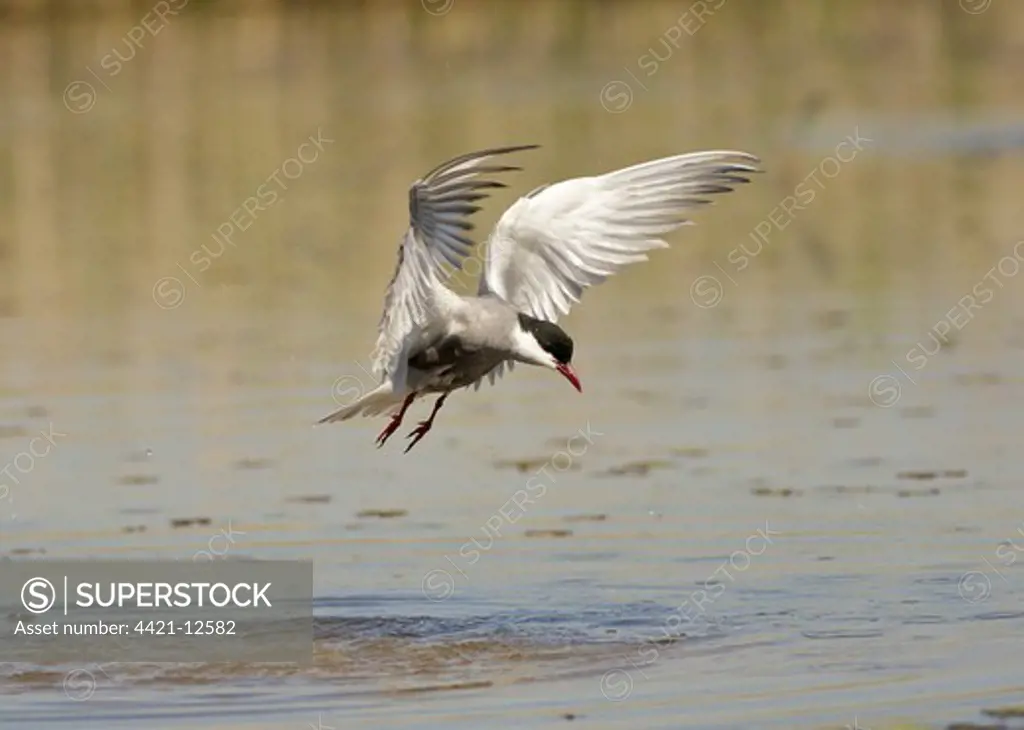 Whiskered Tern (Chlidonias hybridus) adult, summer plumage, in flight, taking off from water, Hortobagy N.P., Hungary, may