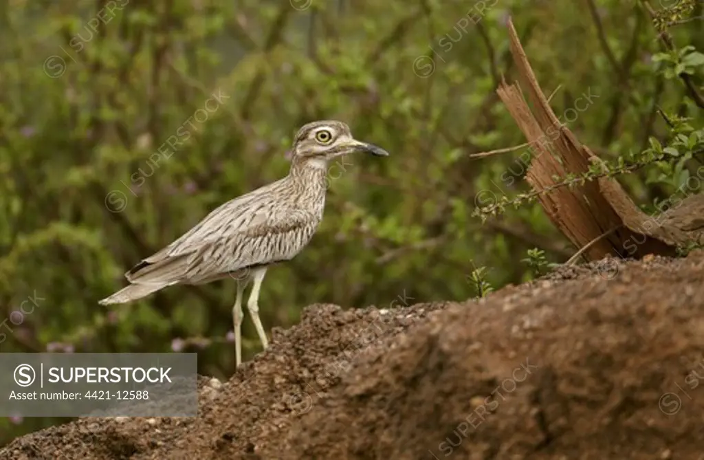 Senegal Thick-knee (Burhinus senegalensis) adult, standing on riverbank, Niokolo-Koba, Senegal, february