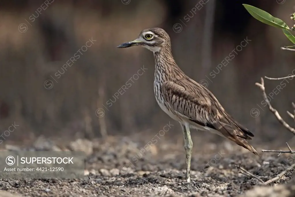 Senegal Thick-knee (Burhinus senegalensis) adult, standing on mud, North Bank, Gambia, february