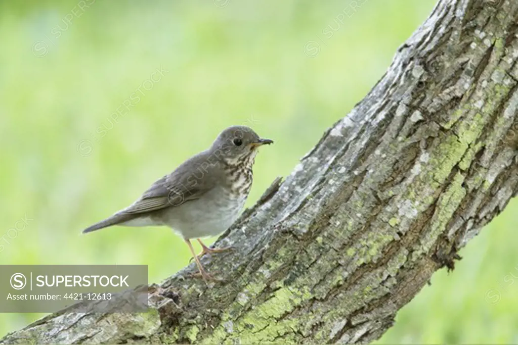Grey-cheeked Thrush (Catharus minimus) adult, perched on branch, South Padre Island, Texas, U.S.A., april