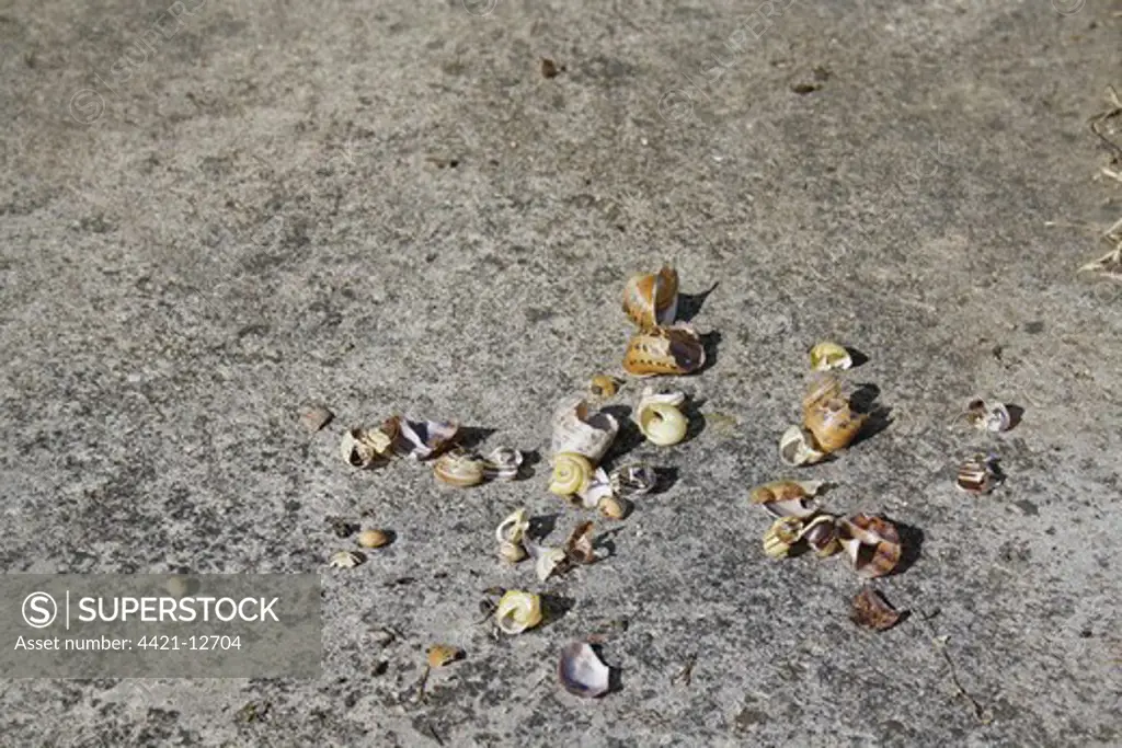 Song Thrush (Turdus philomelos) anvil with remains of snail shells, on concrete patio in garden, Suffolk, England, july