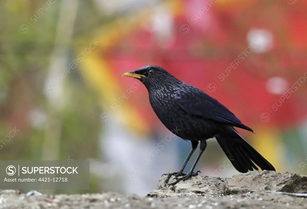 Blue Whistling-thrush (Myiophonus caeruleus) adult, standing with prayer flags in background, Yunnan, China, may