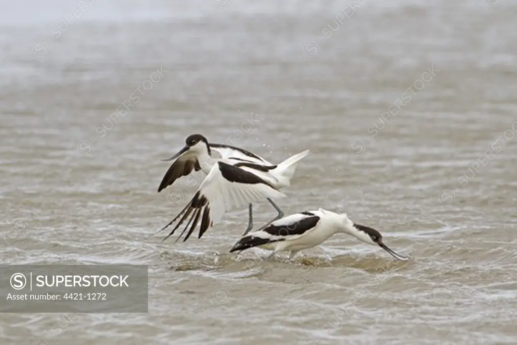 Eurasian Avocet (Recurvirostra avosetta) two adults, fighting in water, Cley Marshes Reserve, Cley-next-the-Sea, Norfolk, England, may