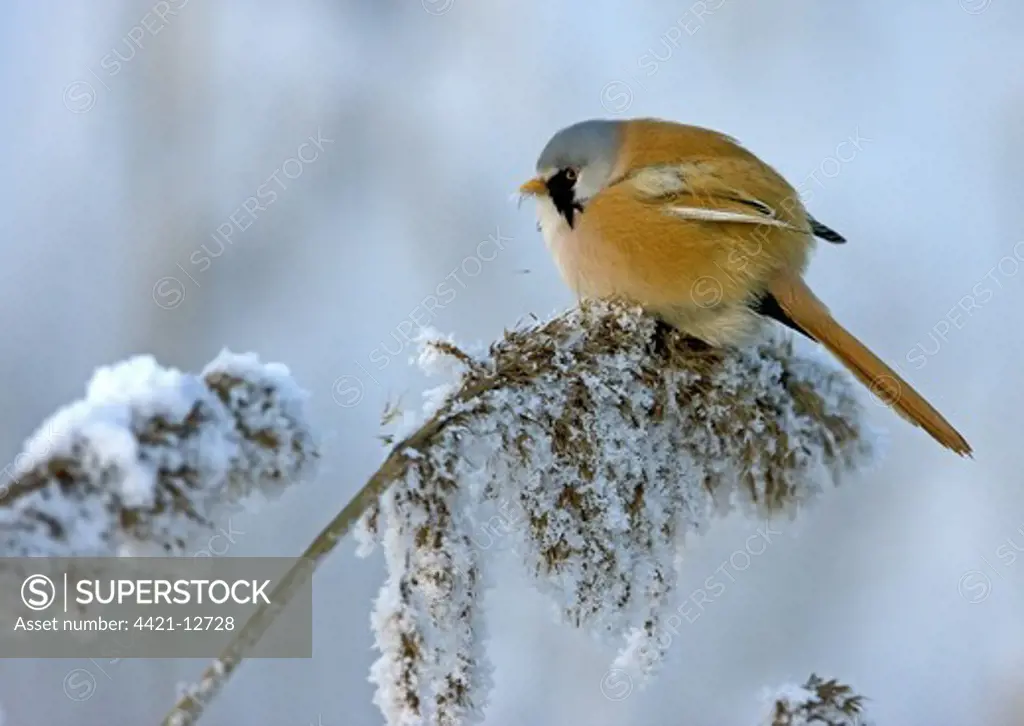 Bearded Tit (Panurus biarmicus) adult male, feeding on seeds from snow covered reed, Finland, february