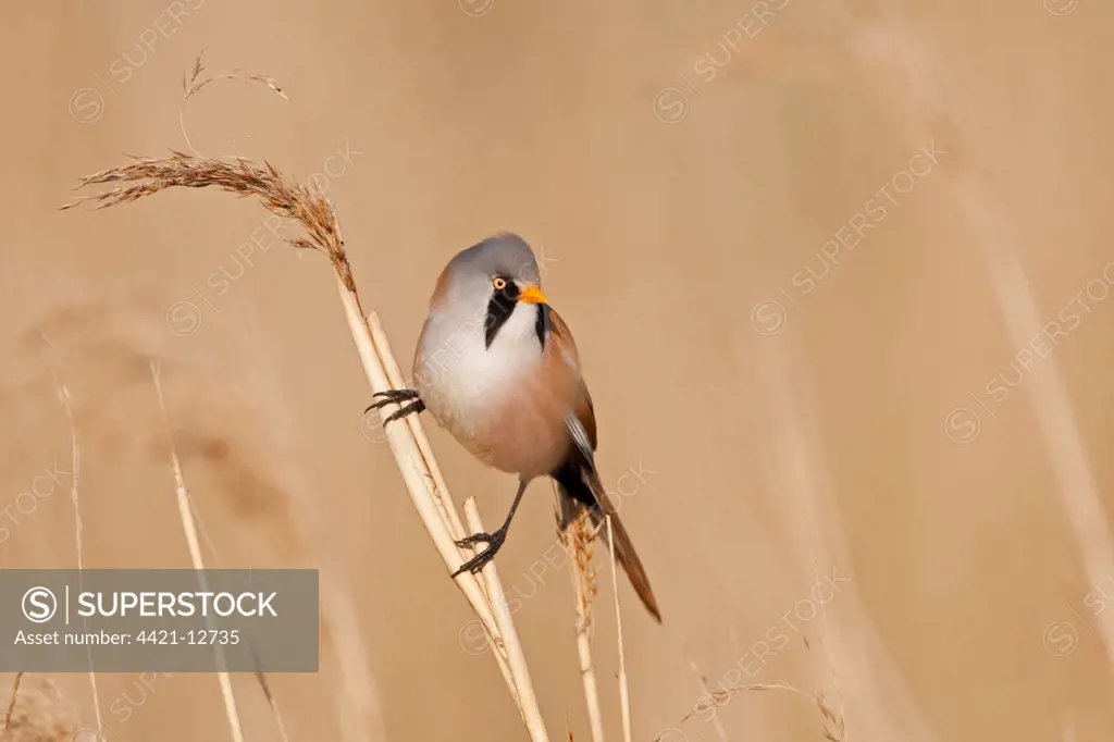 Bearded Tit (Panurus biarmicus) adult male, perched on reed stem, Norfolk, England, may