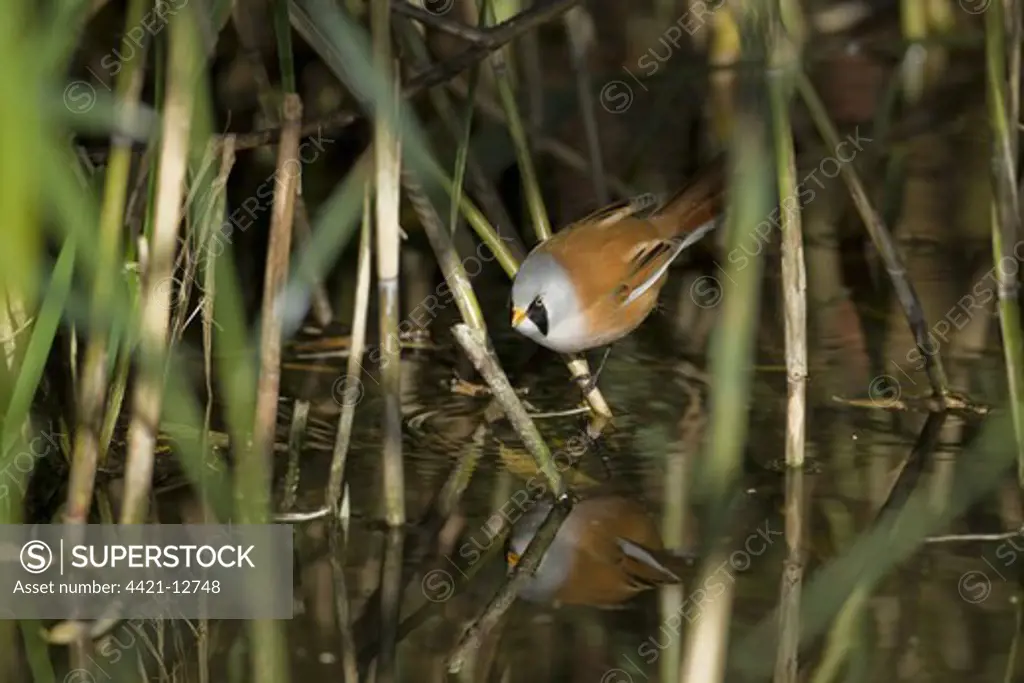 Bearded Tit (Panurus biarmicus) adult male, drinking, perched on reed stem in reedbed, Norfolk, England, october