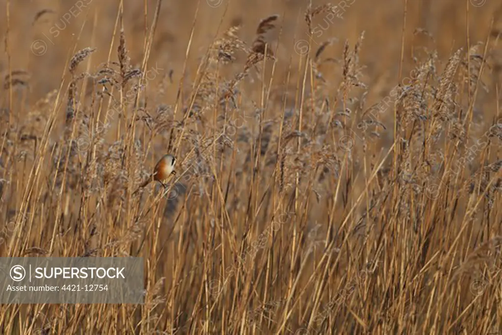 Bearded Tit (Panurus biarmicus) adult male, perched on reed stem in reedbed habitat, Norfolk, England, january