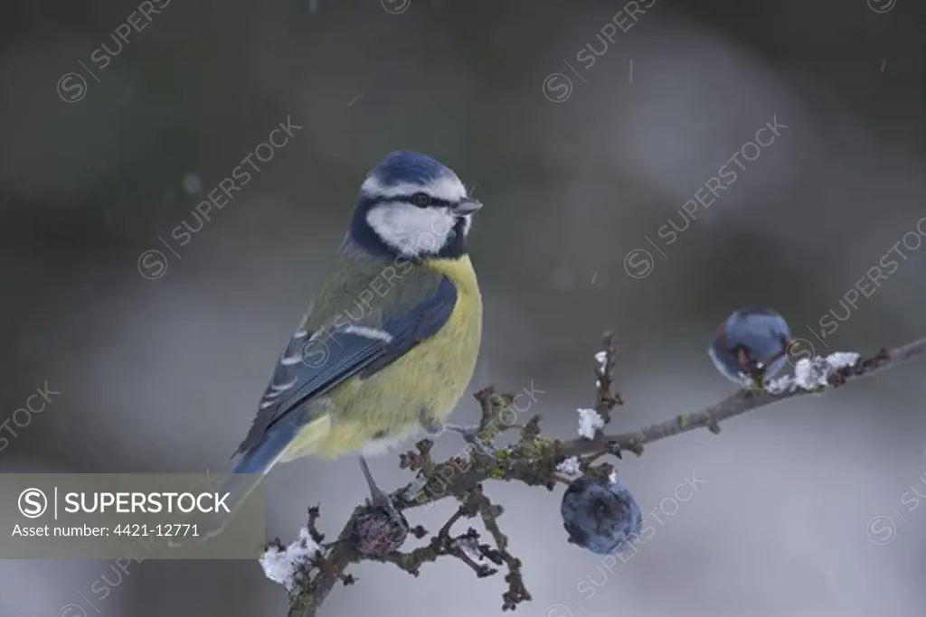 Blue Tit (Parus caeruleus) adult, perched on Blackthorn (Prunus spinosa) in falling snow, Bentley, Suffolk, England, january