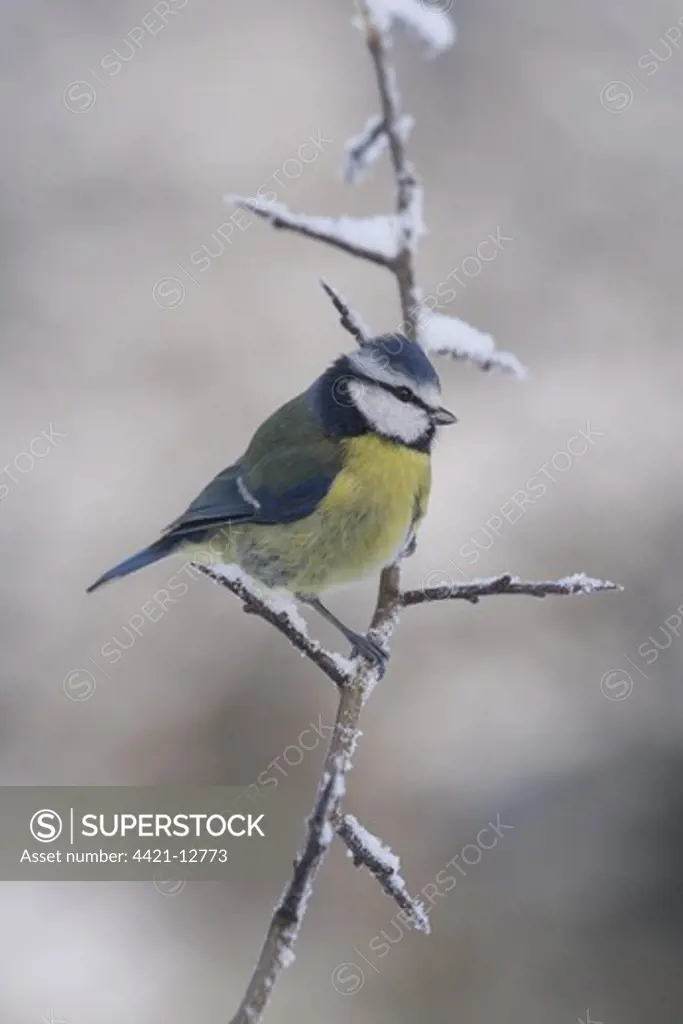 Blue Tit (Parus caeruleus) adult, perched on snow covered Blackthorn (Prunus spinosa), Bentley, Suffolk, England, january
