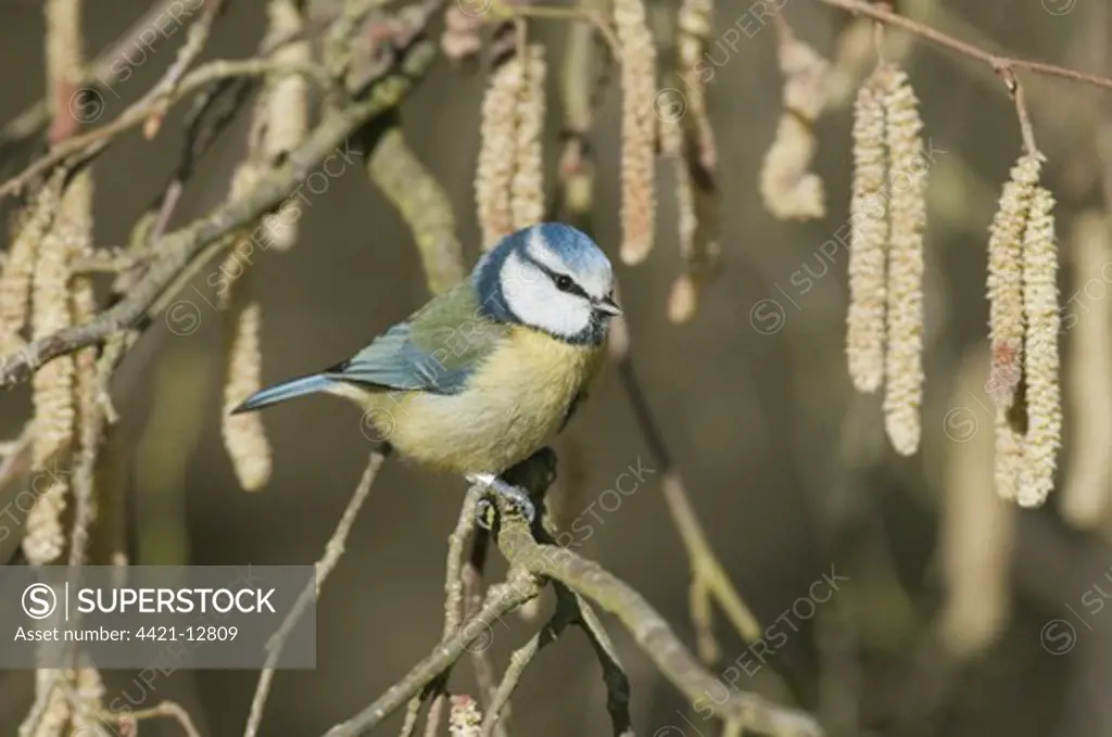 Blue Tit (Parus caeruleus) adult, perched on Common Hazel (Corylus avellana) twig with catkins, North Downs, Kent, England, march
