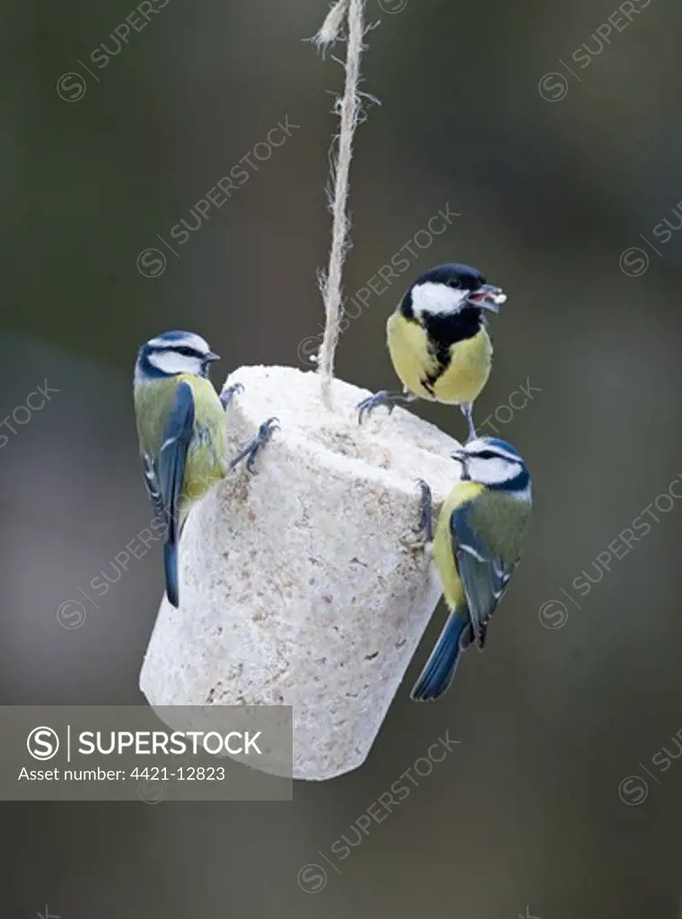 Blue Tit (Parus caeruleus) and Great Tit (Parus major) adults, feeding on fat feeder in garden, England, winter