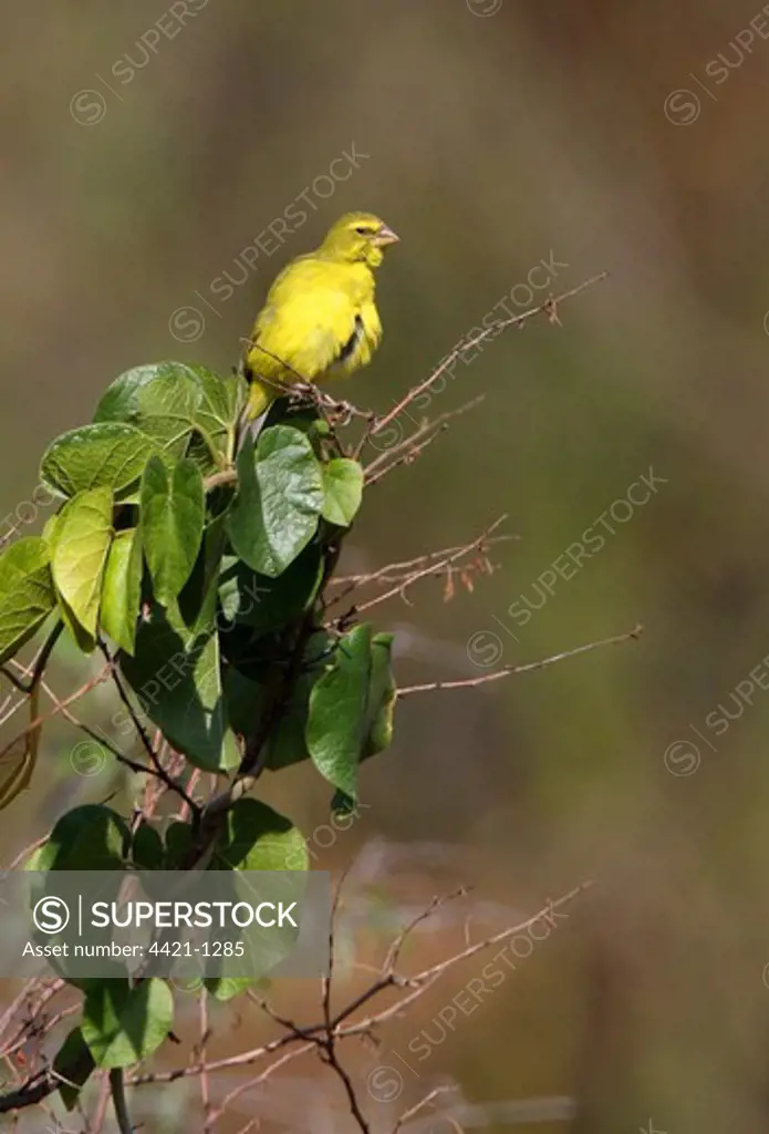 Brimstone Canary (Serinus sulphuratus sharpii) adult male, perched in bush, Kenya, november