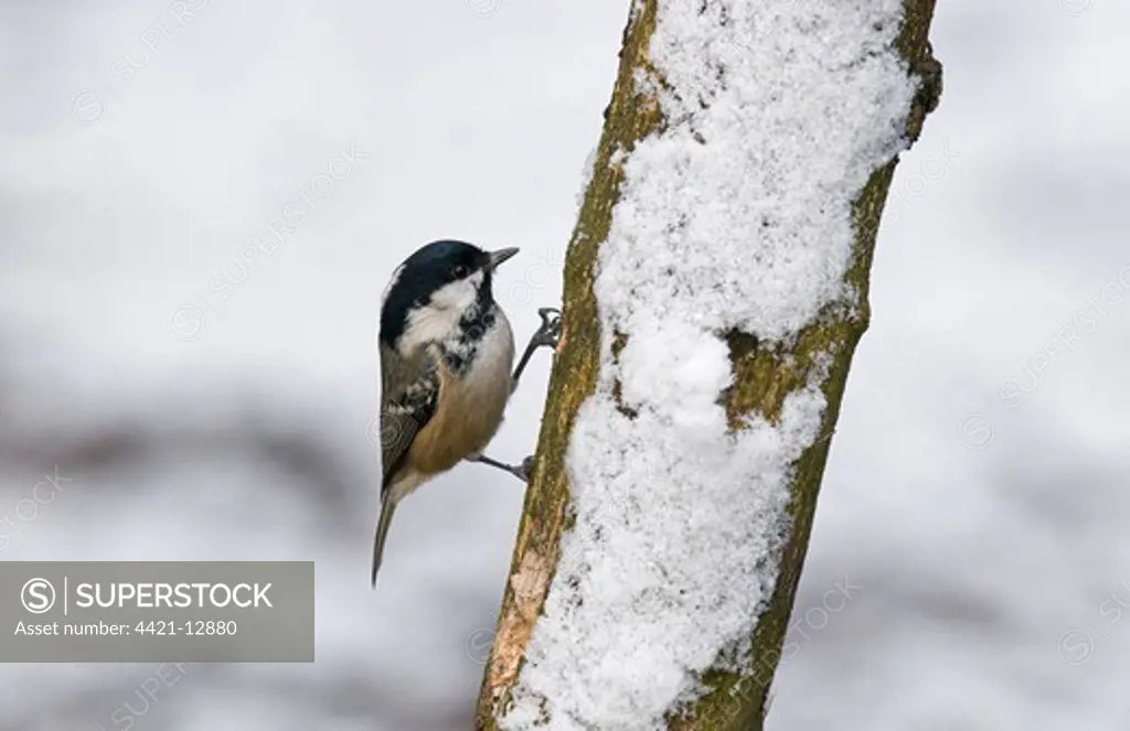 Coal Tit (Parus ater) adult, perched on snow covered branch, Merseyside, England, winter