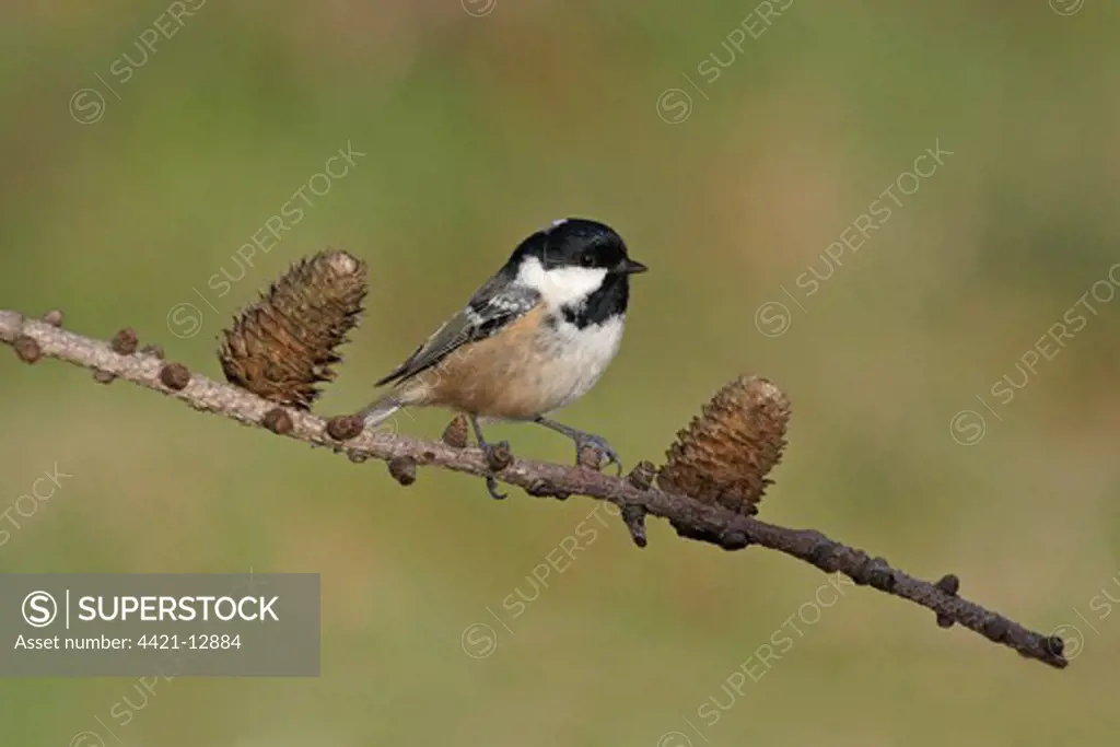 Coal Tit (Parus ater) adult, perched on larch twig with cones in garden, Leicestershire, England, winter