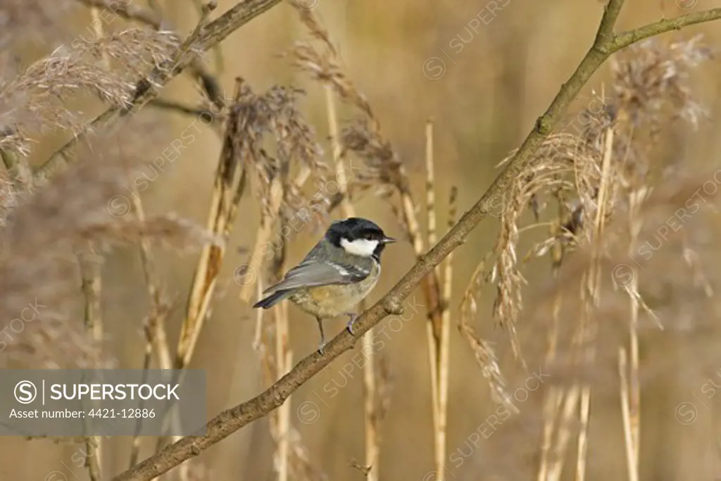 Coal Tit (Parus ater) adult, perched on twig in reedbed, Norfolk, England, winter