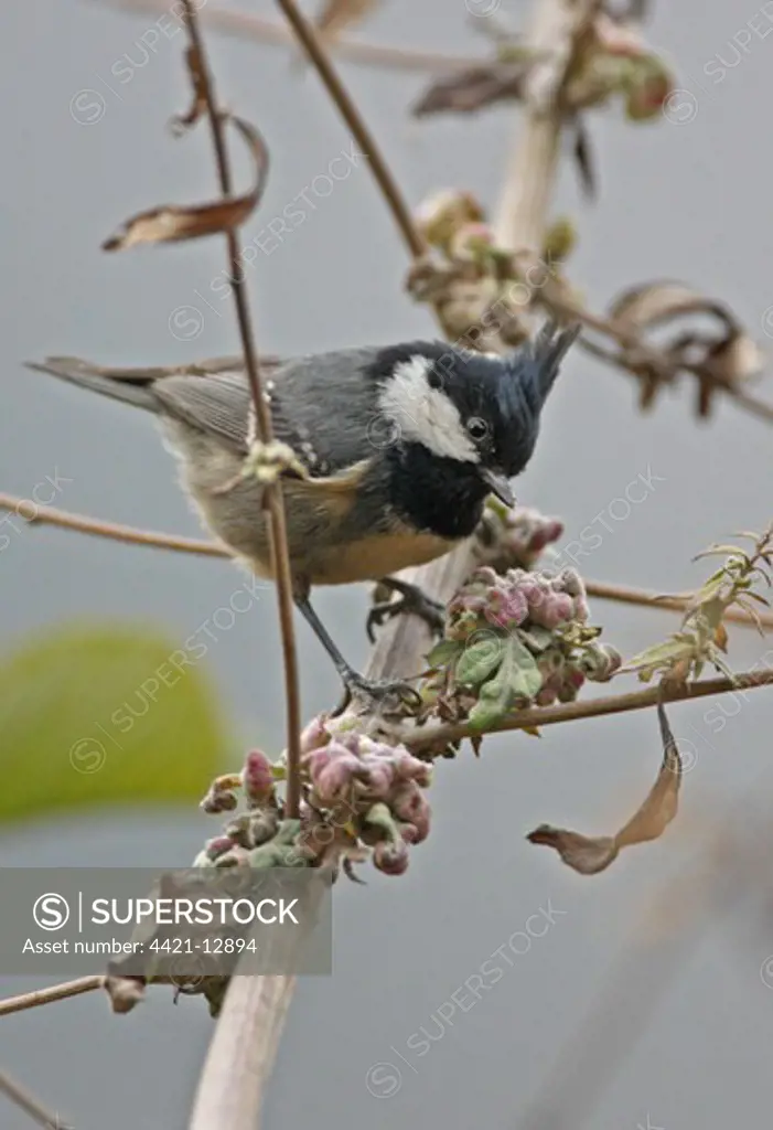 Coal Tit (Periparus ater aemodius) Himalayan subspecies with well-developed crest, adult, perched on stem, near Sela Pass, Arunachal Pradesh, India, january