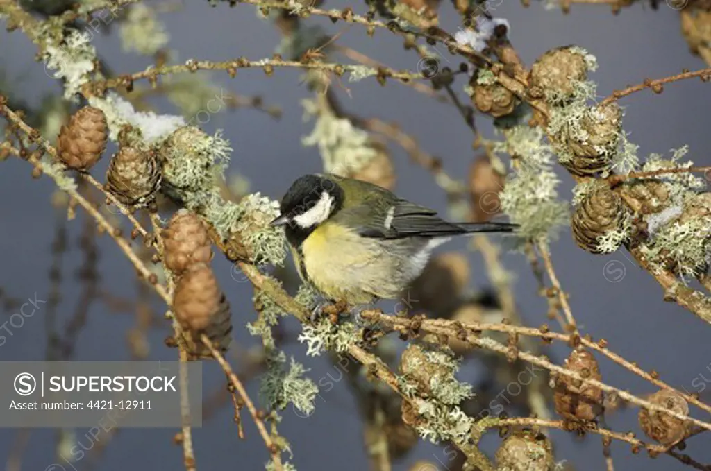 Great Tit (Parus major) adult, perched in lichen covered larch tree with melting snow, Dumfries and Galloway, Scotland, winter