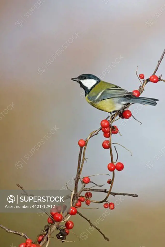 Great Tit (Parus major) adult, perched on Black Bryony (Tamus communis) with berries, Suffolk, England, autumn