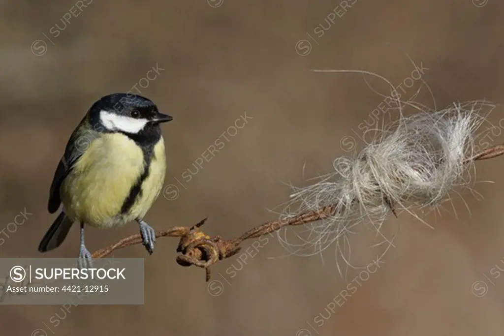 Great Tit (Parus major) adult, perched on rusty barbed wire fence with caught cattle hair, Leicestershire, England, january