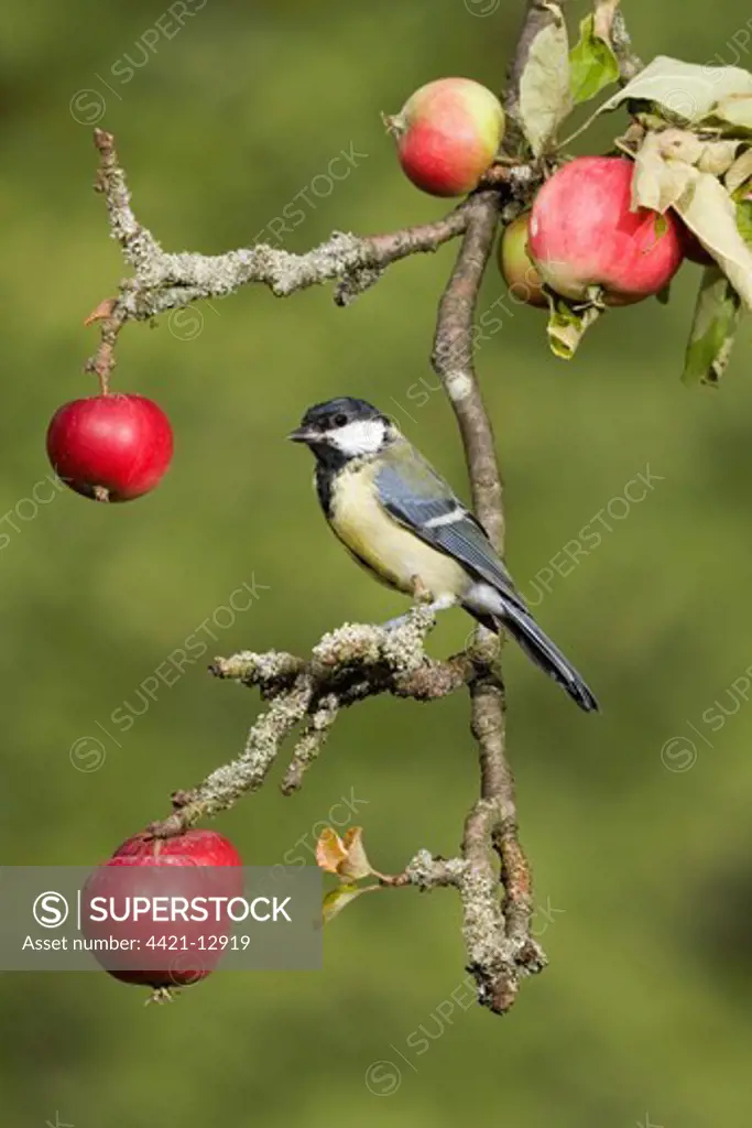 Great Tit (Parus major) adult, perched on apple branch with fruit, Suffolk, England, august