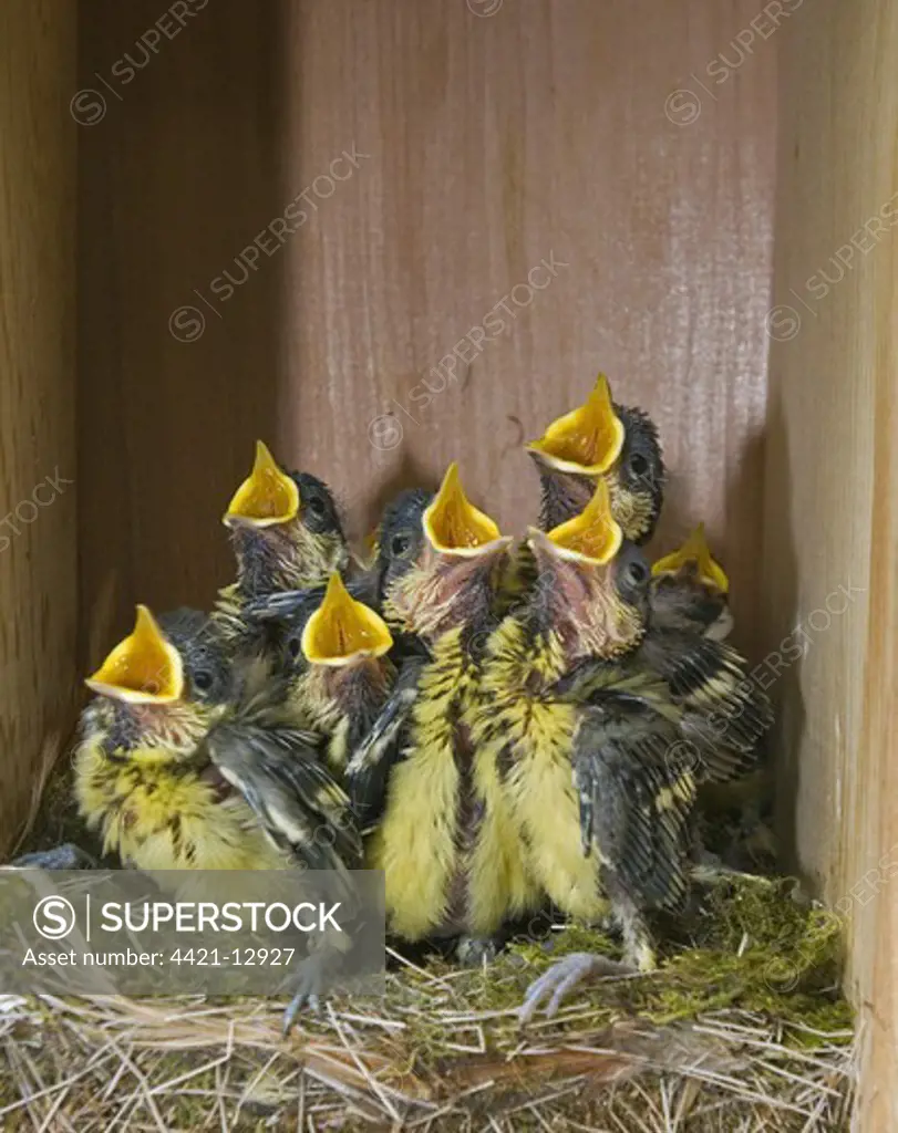 Great Tit (Parus major) chicks, near to fledging, begging in nestbox, Norfolk, England, april