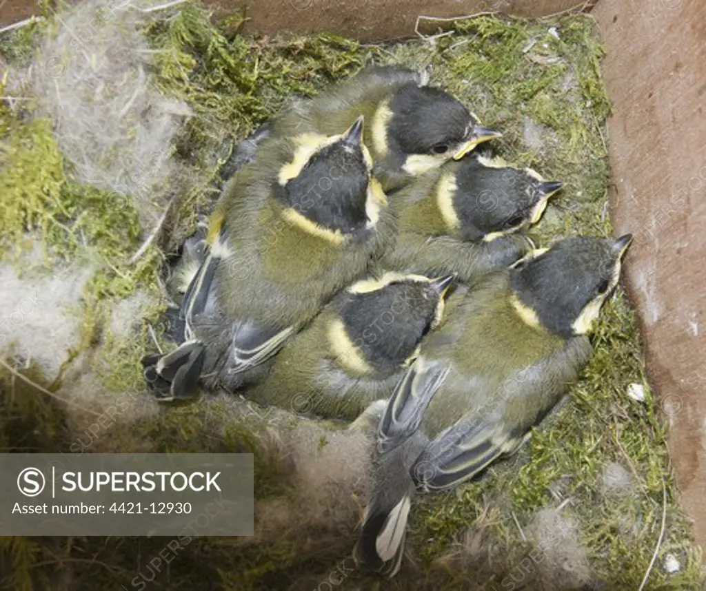 Great Tit (Parus major) chicks, brood close to fledging, at nest in nestbox, Norfolk, England, june