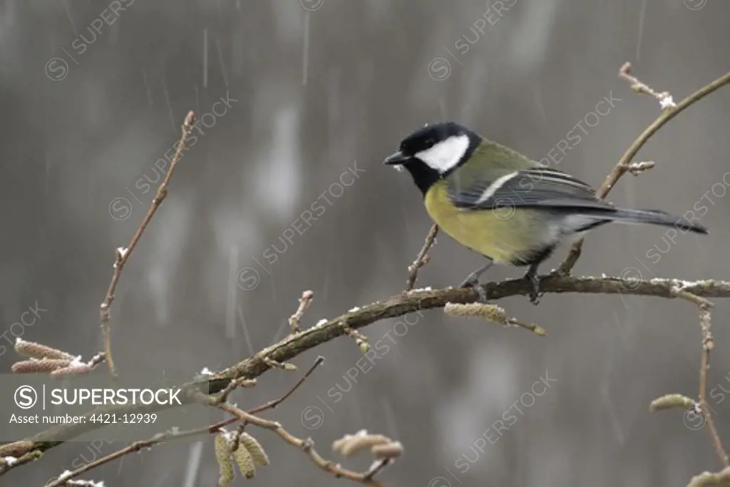 Great Tit (Parus major) adult, perched on twig during snowfall, Staffordshire, England, february