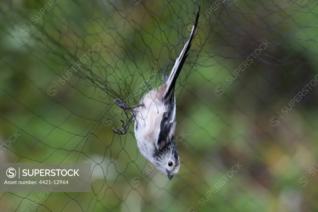 Long-tailed Tit (Aegithalos caudatus) adult, caught in mist-net, Holme, Norfolk, England, november