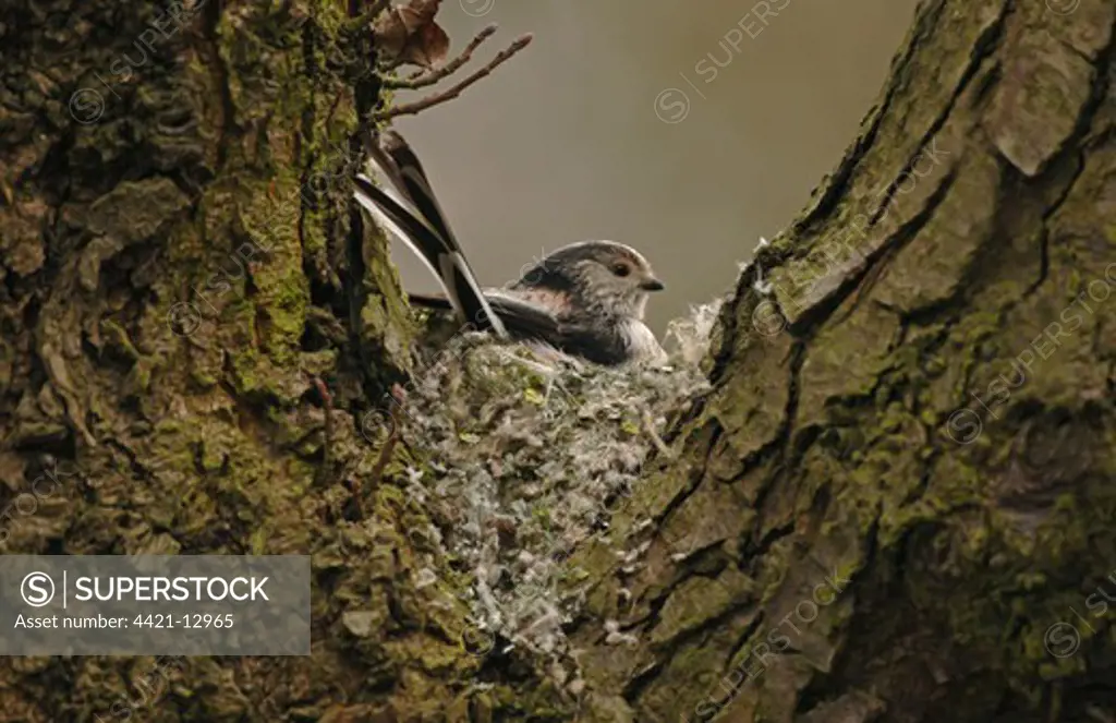 Long-tailed Tit (Aegithalos caudatus) adult, sitting on half built nest in fork of tree, Cheshire, England