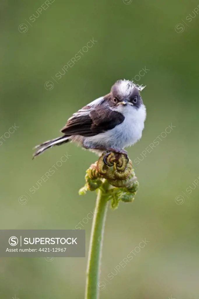 Long-tailed Tit (Aegithalos caudatus) fledgling, perched on Bracken (Pteridium aquilinum) emerging frond, Suffolk, England, may