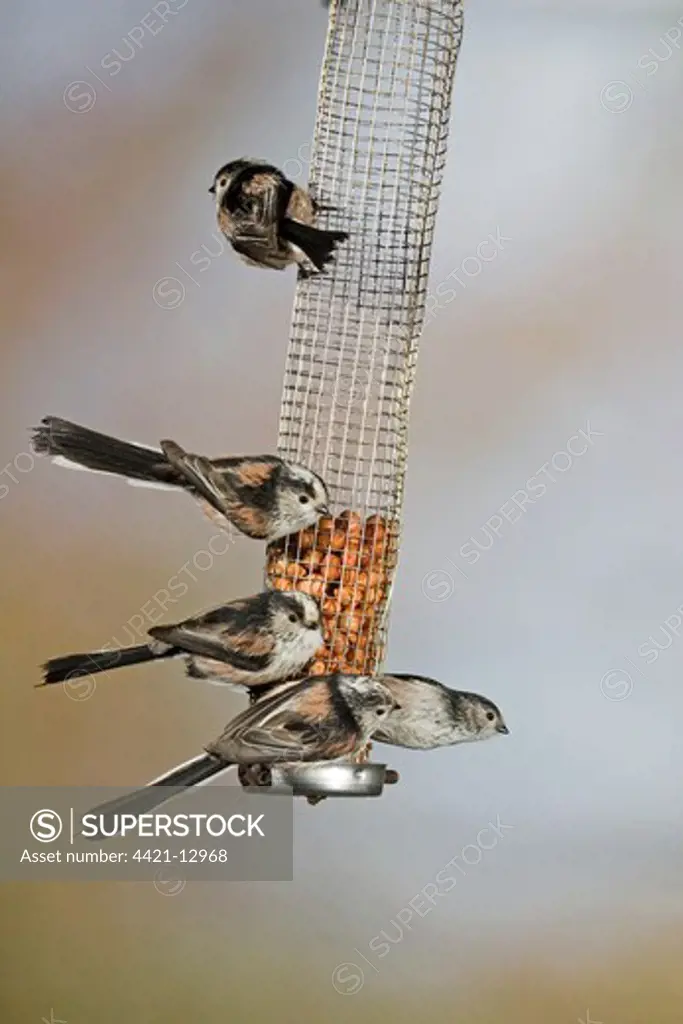 Long-tailed Tit (Aegithalos caudatus) five adults, feeding on peanuts in hanging feeder, Suffolk, England, february