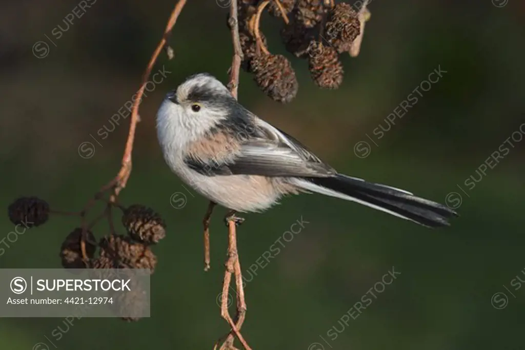 Long-tailed Tit (Aegithalos caudatus) adult, perched on alder twig with cones, England, february