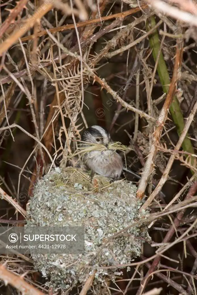 Long-tailed Tit (Aegithalos caudatus) adult, with bark nesting material in beak, building unfinished nest, Suffolk, England, march