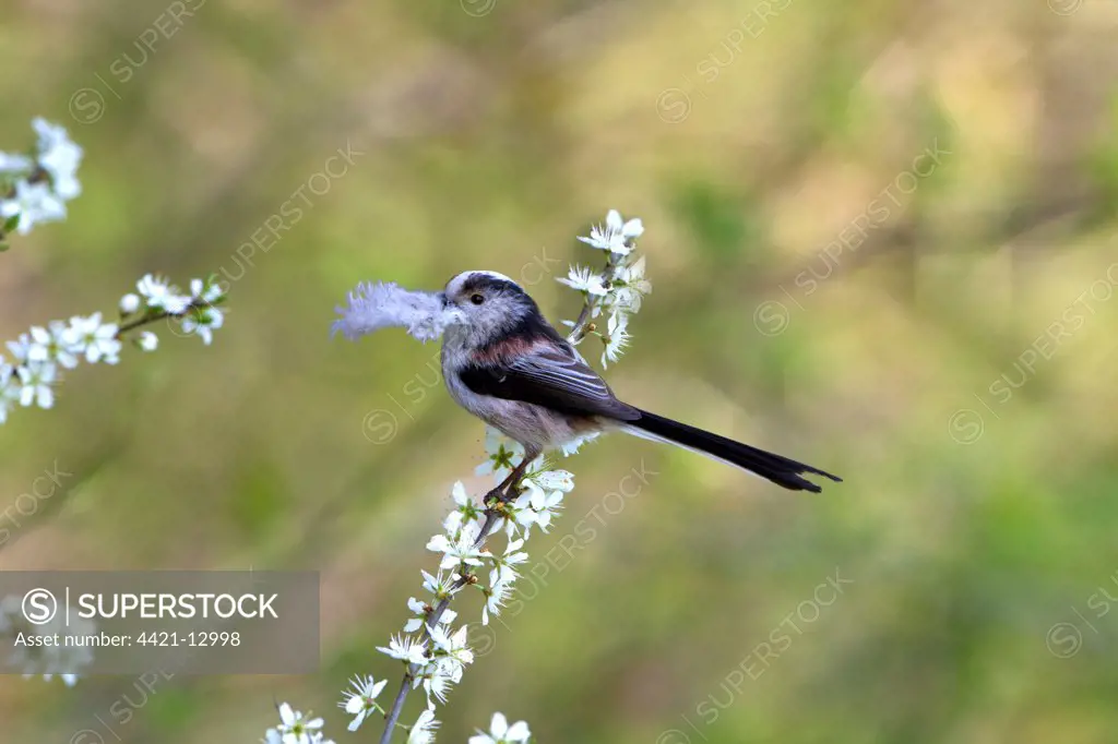 Long-tailed Tit (Aegithalos caudatus) adult, with feather in beak, collecting nesting material, perched in Blackthorn (Prunus spinosa) with blossom, Shropshire, England, april