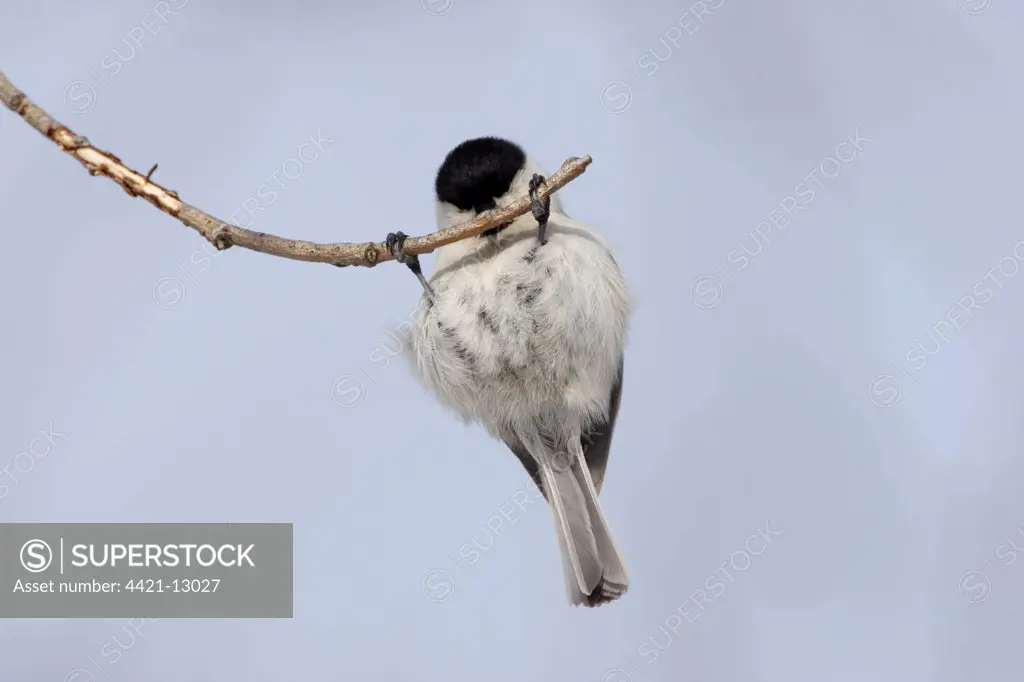 Willow Tit (Parus montanus) adult, hanging from twig, Hokkaido, Japan, winter