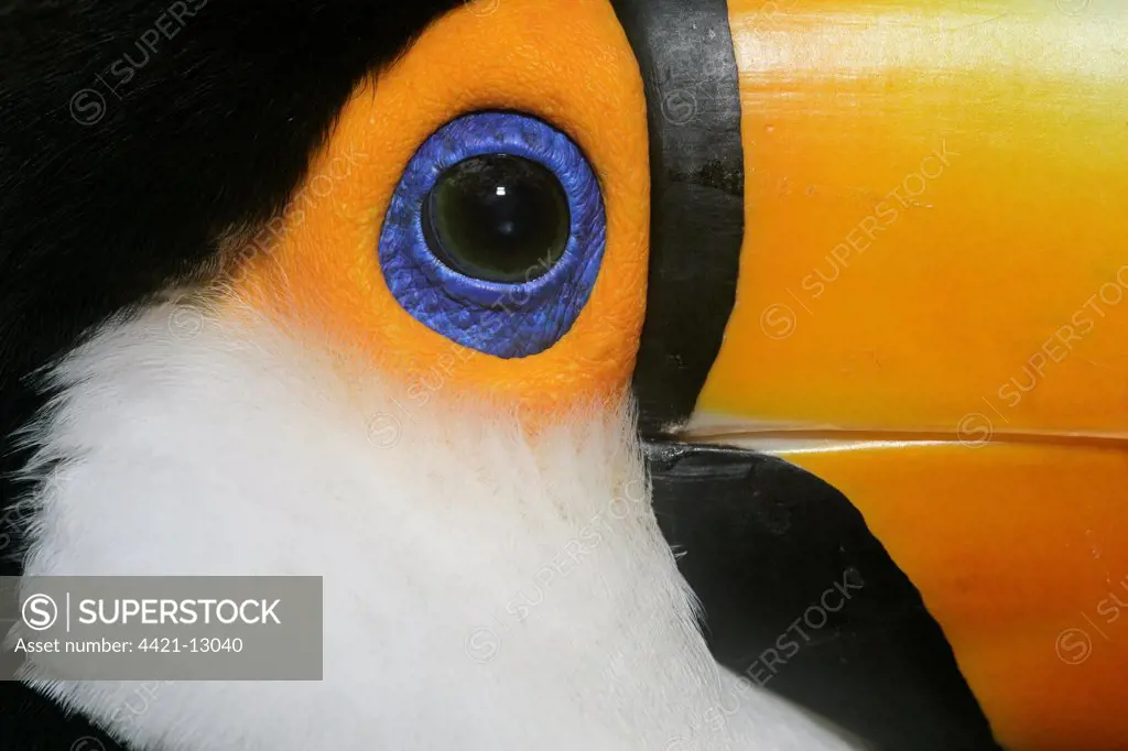Toco Toucan (Ramphastos toco) adult, close-up of face, Brazil
