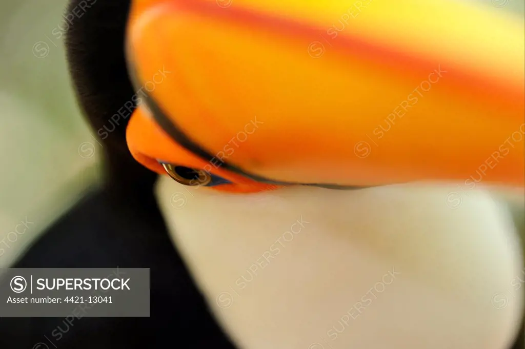 Toco Toucan (Ramphastos toco) adult, close-up of face and beak, Brazil, captive